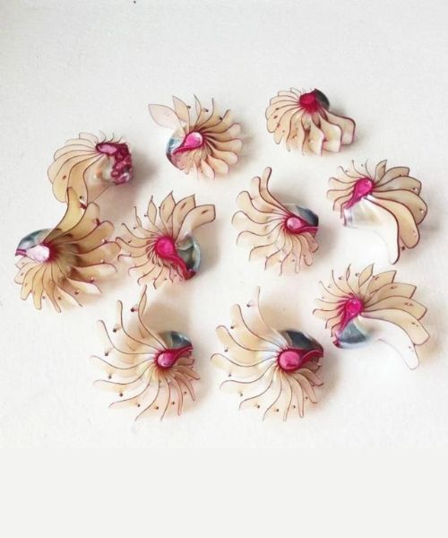 Auberst seltene naturliche Muschelschale