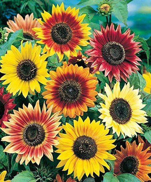 Ausrollbare Blumen-Saatgutmatten