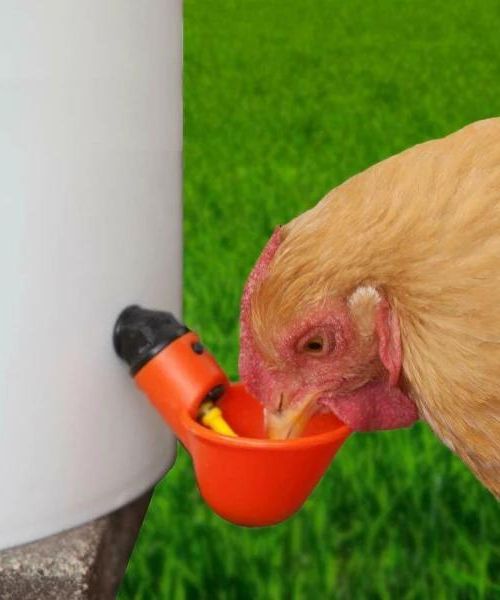 AutomaticChicken Wasser Cups