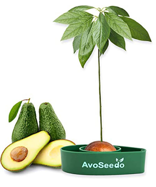 AvoSeedo Avocadobaum Anbausatz