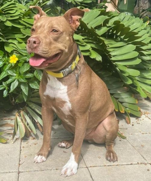 Digitales Haustier-Tracker-Halsband