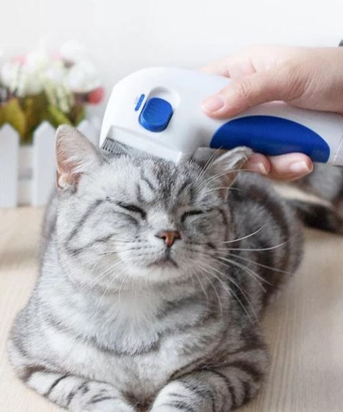 Elektrischer Haustier Floh Lause Entferner