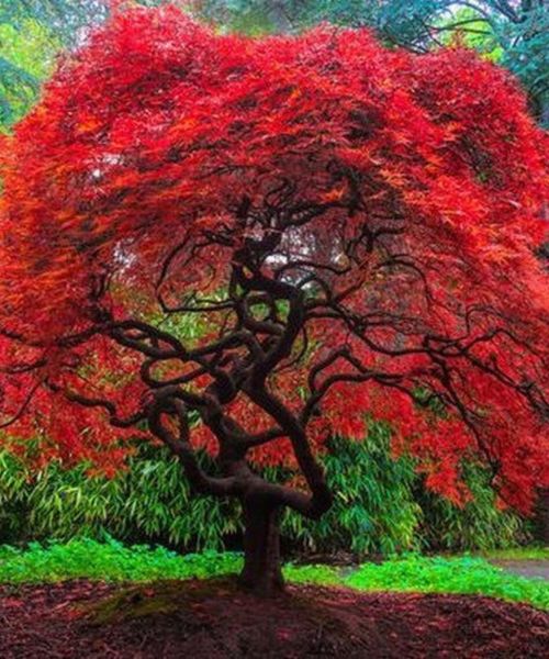 Flamme Amur Ahorn Baum Samen