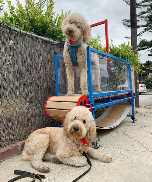 Hundelaufband Hundelaufband