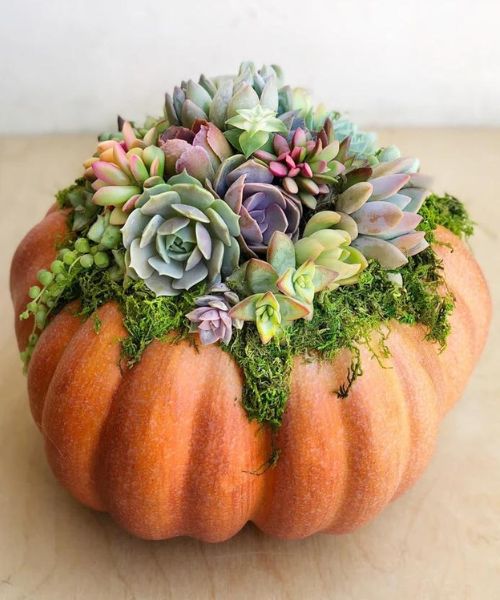 Kurbis Succulent Herbst Dekor