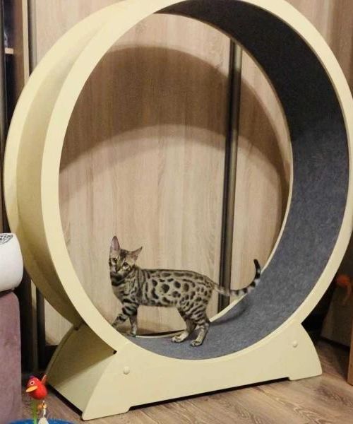 Laufrad fur Katzen