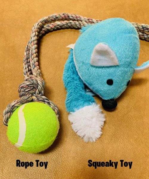 Neue Welpen-Geschenkbox