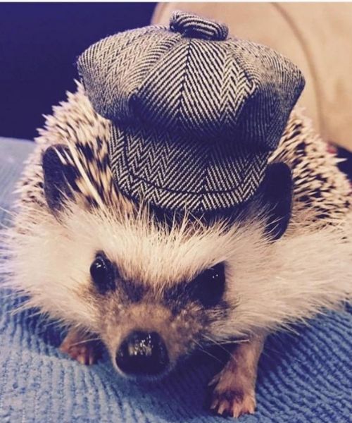 Newsboy-Mutze fur kleine Haustiere.