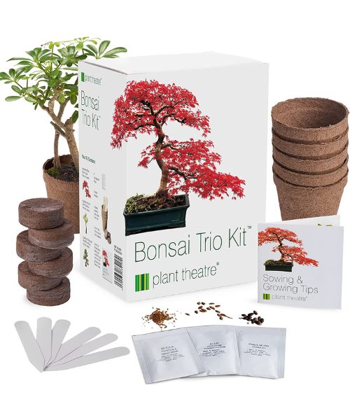 Pflanzentheater Bonsai-Baum-Bausatz