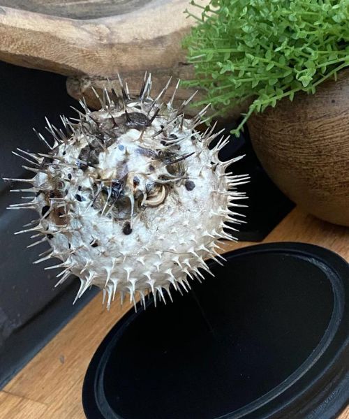 Igelfisch-Glockenglas-Display