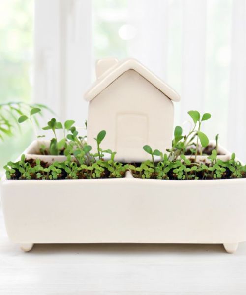 Selbstbewasserungs-Krauterhaus