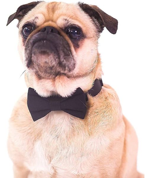 SmileCare Dr. Vet Haustier Augen- und Nasensekret Staupe.