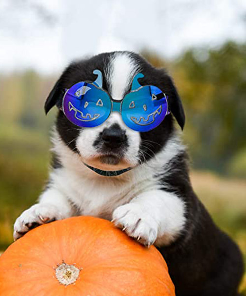 Brillen für Haustiere