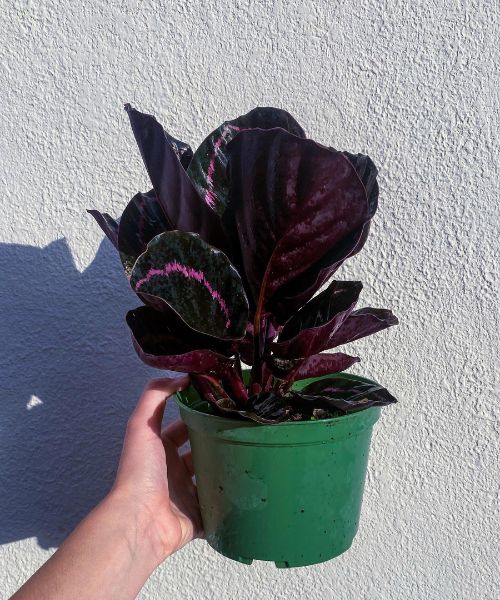 Dottie Calathea Roseopicta ( Jungle Velvet Dottie ) Seltene und schöne Gebetspflanze 