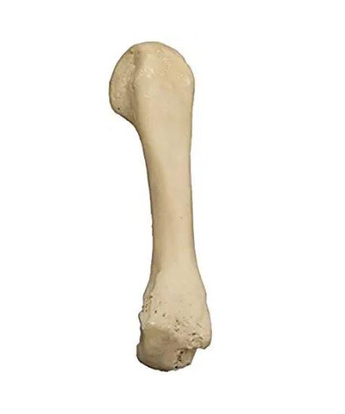 Echte menschliche Fingerknochen Echte menschliche Fingerknochen