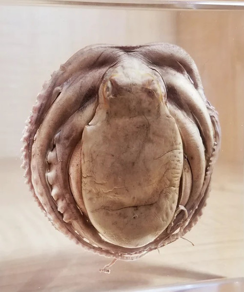 Echter Oktopus in Harz