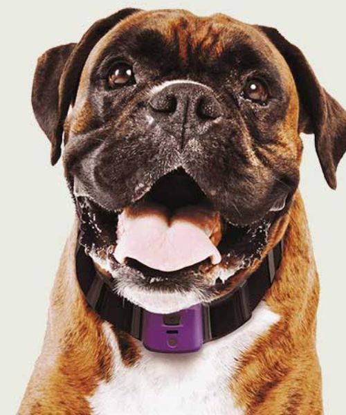 Gesundheitsmonitor für Haustiere