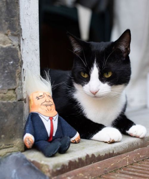 Haustier hasst Katzenspielzeug