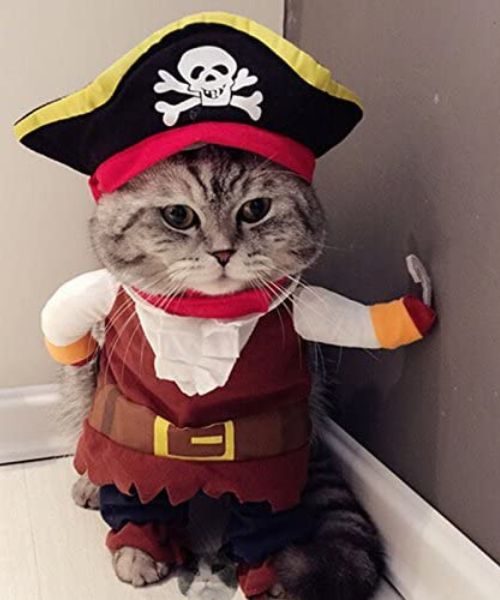 Katze Piratenkostüm