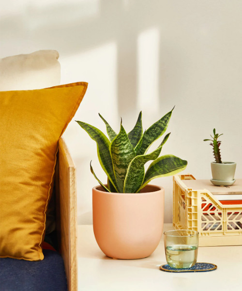 Schlangenpflanze Laurentii