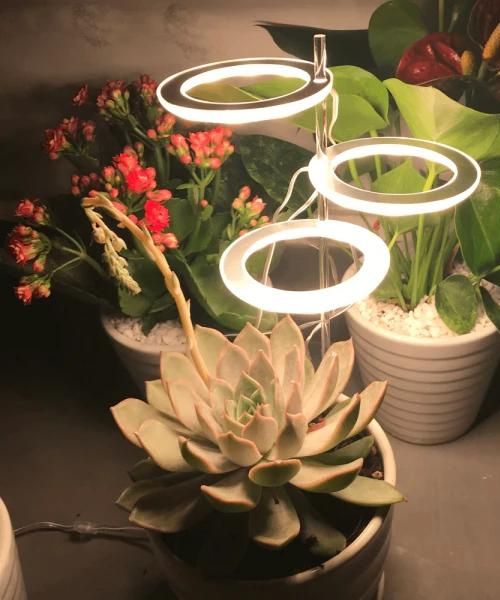 Stilvolle Engel Ring wachsen Licht