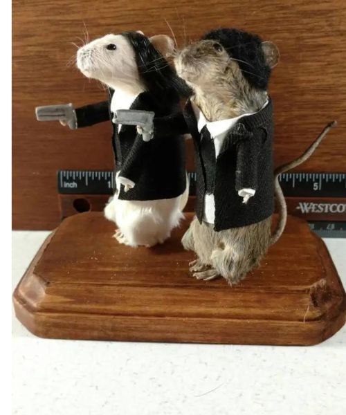 Taxidermie Zellstoff Nager